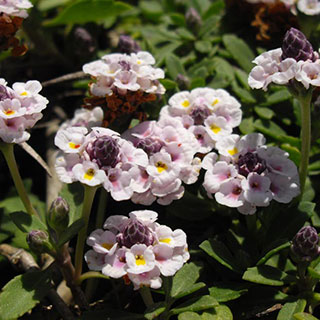 Verbena nodiflora relva de cobertura do solo